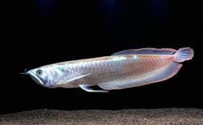 Arowana, oscars, flower horn, bala shark, tinfoil barbs, bettas