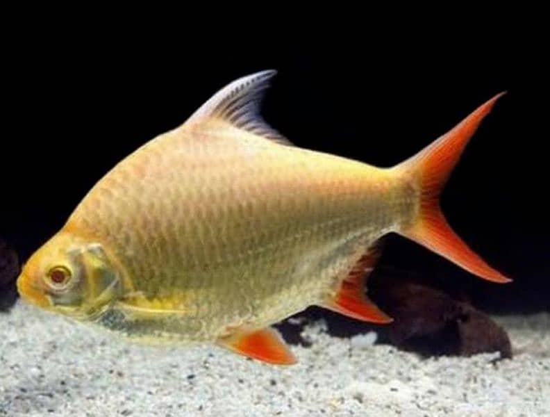 Arowana, oscars, flower horn, bala shark, tinfoil barbs, bettas 2