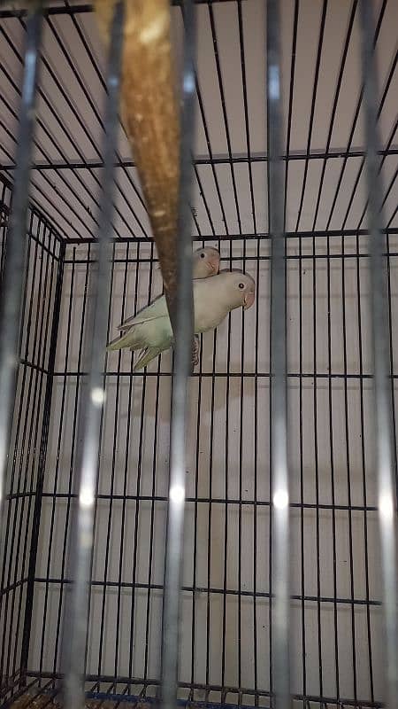 love bird for sale 2