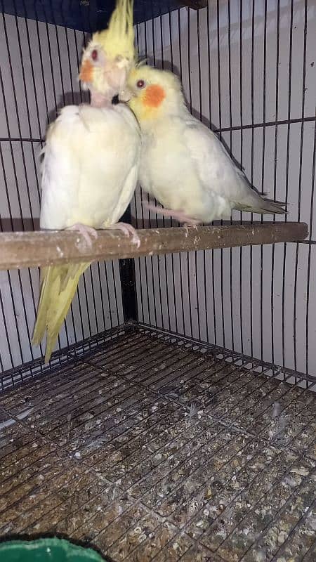 love bird for sale 4