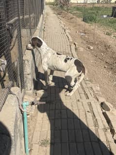 English pointer