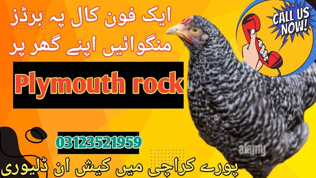 plymouth rock hen egg laying for sale in karachi 0