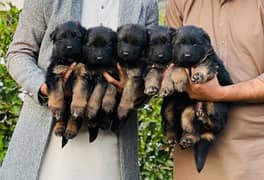 German Shepard long coat Puppies For sale