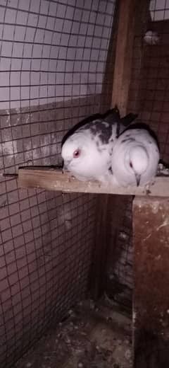 breeder pair active & helthy