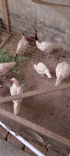 5 Heera paper white hens. The name of quality