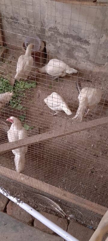 5 Heera paper white hens. The name of quality 1