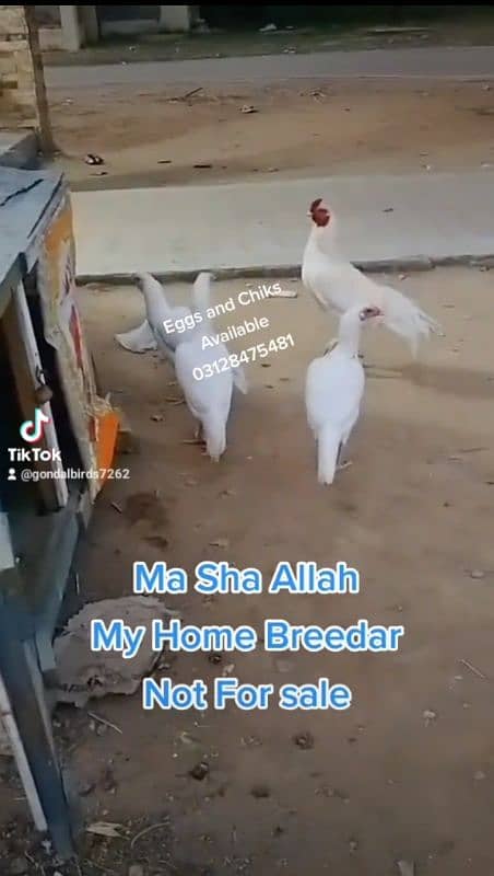 5 Heera paper white hens. The name of quality 2