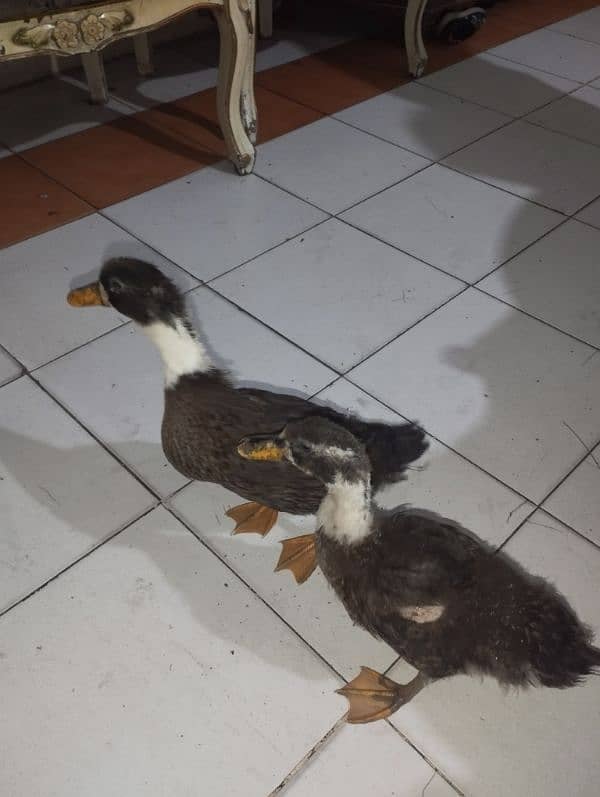 2 ducks for sale 0