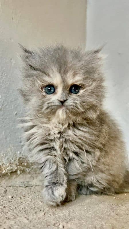 Pure Persian kitten 0