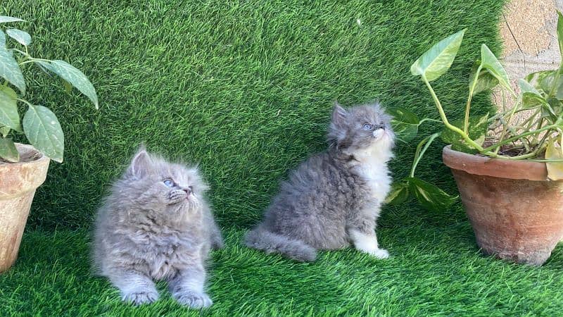 Pure Persian kitten 2