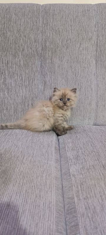 Pure Persian kitten 4