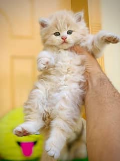 Persian Kitten