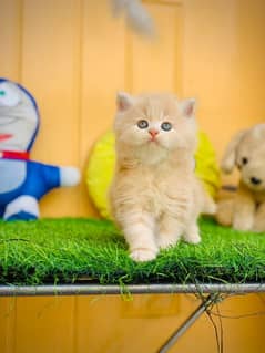 Persian Kitten