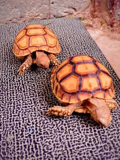 African sulcata tortoise