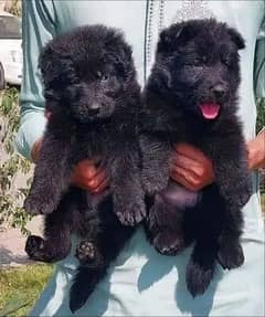 top quality black gsd proper long coat pair available for sale