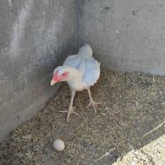 egg laying hen