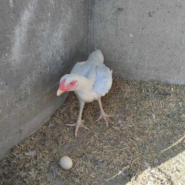 egg laying hen 0