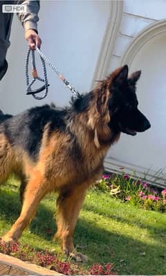 German shepherd Long coat / german dog / Pink pedigree GSD dog