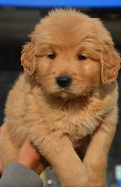 golden Retriver puppies for sale