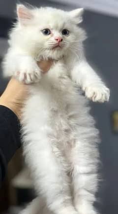 persian tripple coated punch face kitten