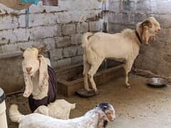 Breeder Bakra Bakri Bache kids goats full setup for sale