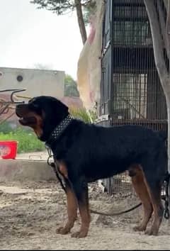 Huge size rottweiler availabe for cross matting not for sale