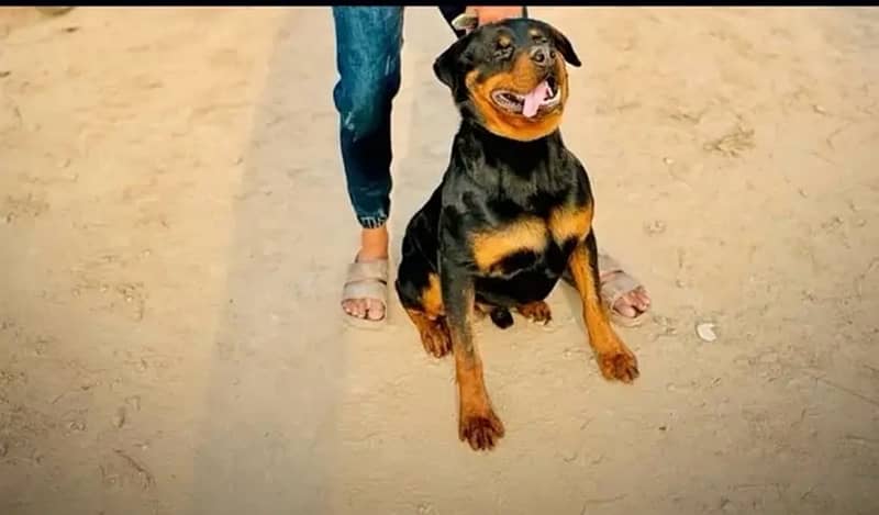 Huge size rottweiler availabe for cross matting not for sale 2