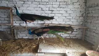 peacock Indian blue and indian black shoulder pair