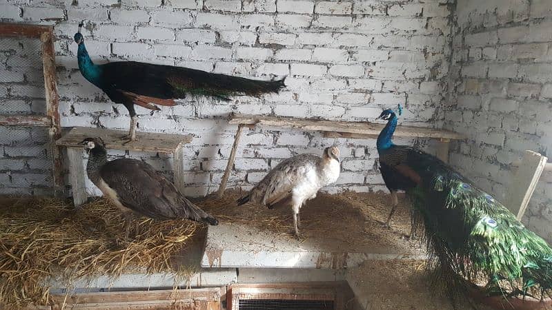 peacock Indian blue and indian black shoulder pair 1