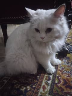 9 months Persian cat