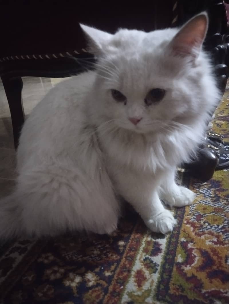 9 months Persian cat 0