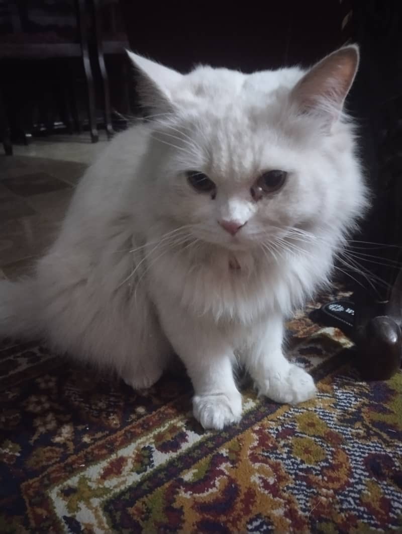 9 months Persian cat 1