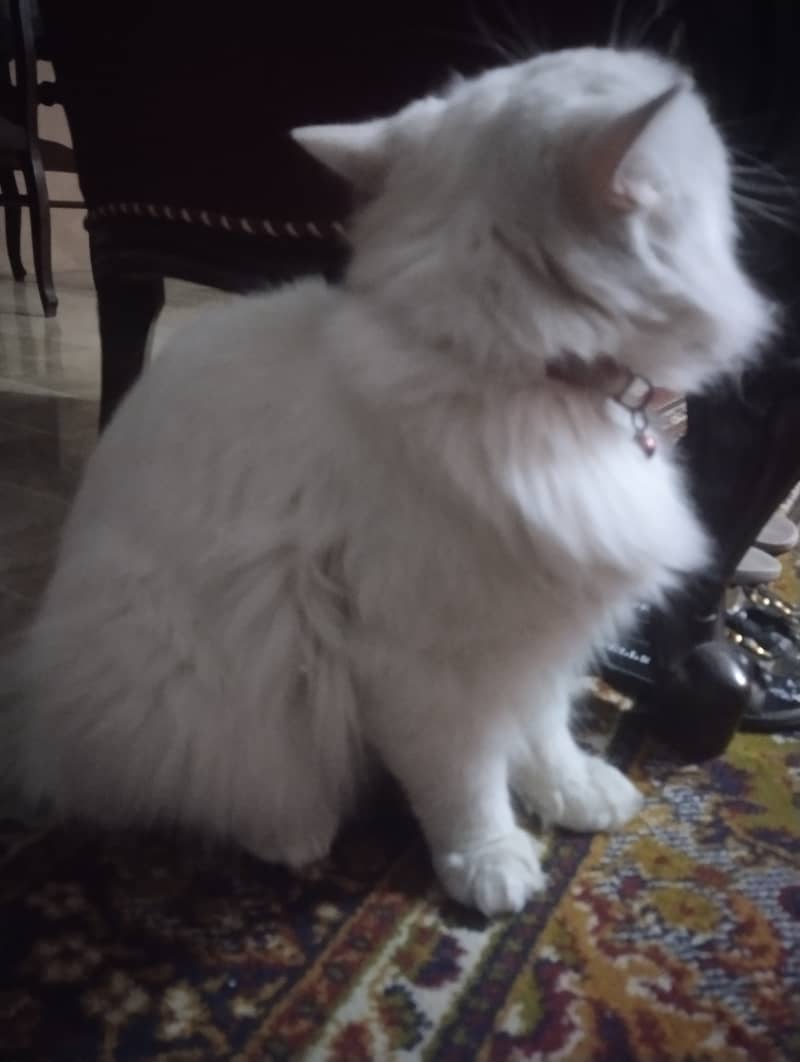 9 months Persian cat 2