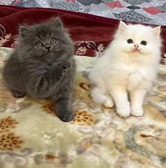 Cat |Persian| kittens | male | female | fancy Cat| Pair| baby Cat