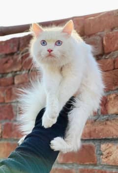 Cat |Persian| kittens | male | female | fancy Cat| Pair| baby Cat