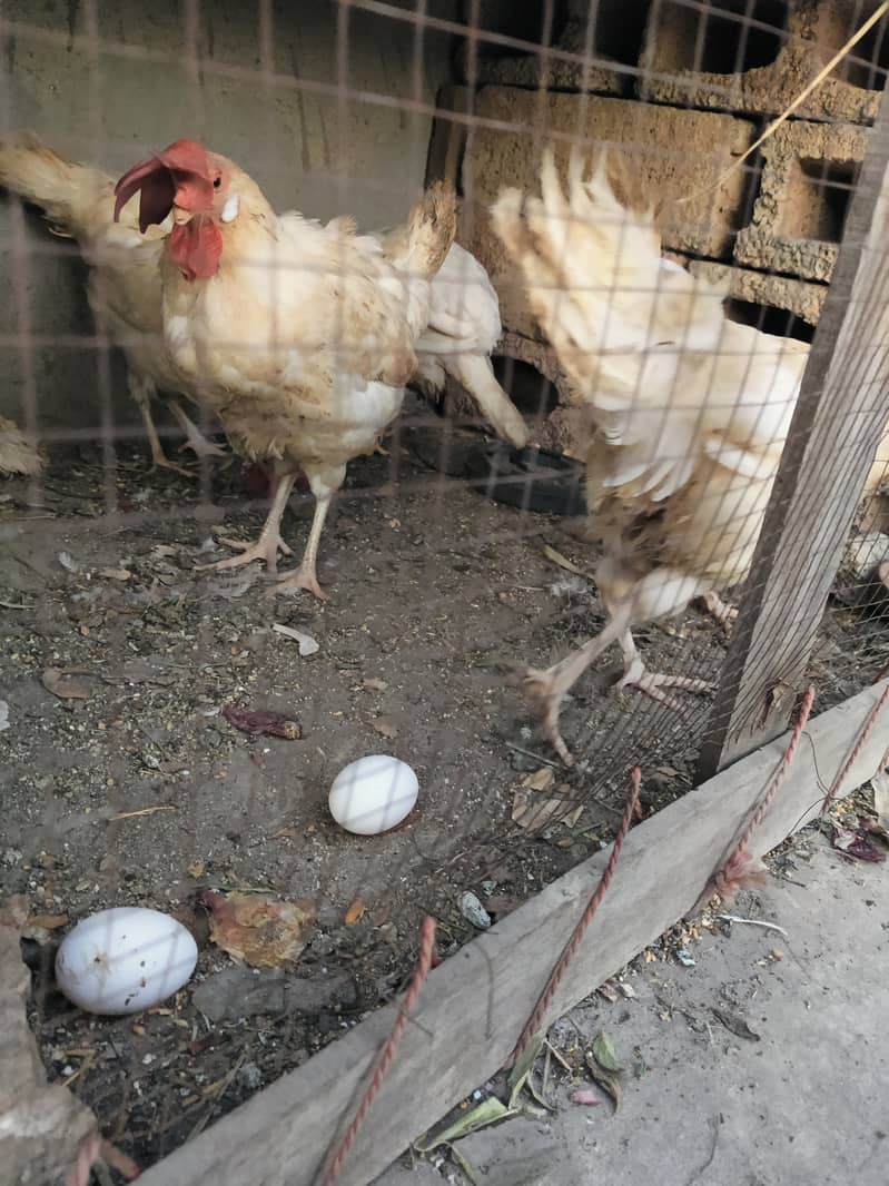 4 White Cimmercial Layer Hens for Sale. . 0