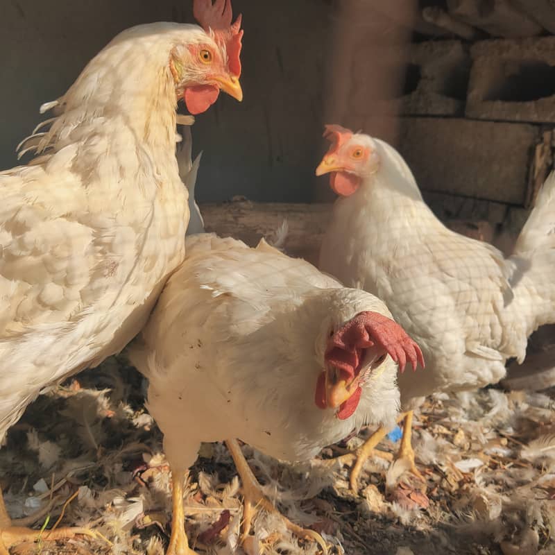 4 White Cimmercial Layer Hens for Sale. . 2