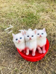 at | Persian| kittens | male | female | fancy Cat| Pair| baby Cat