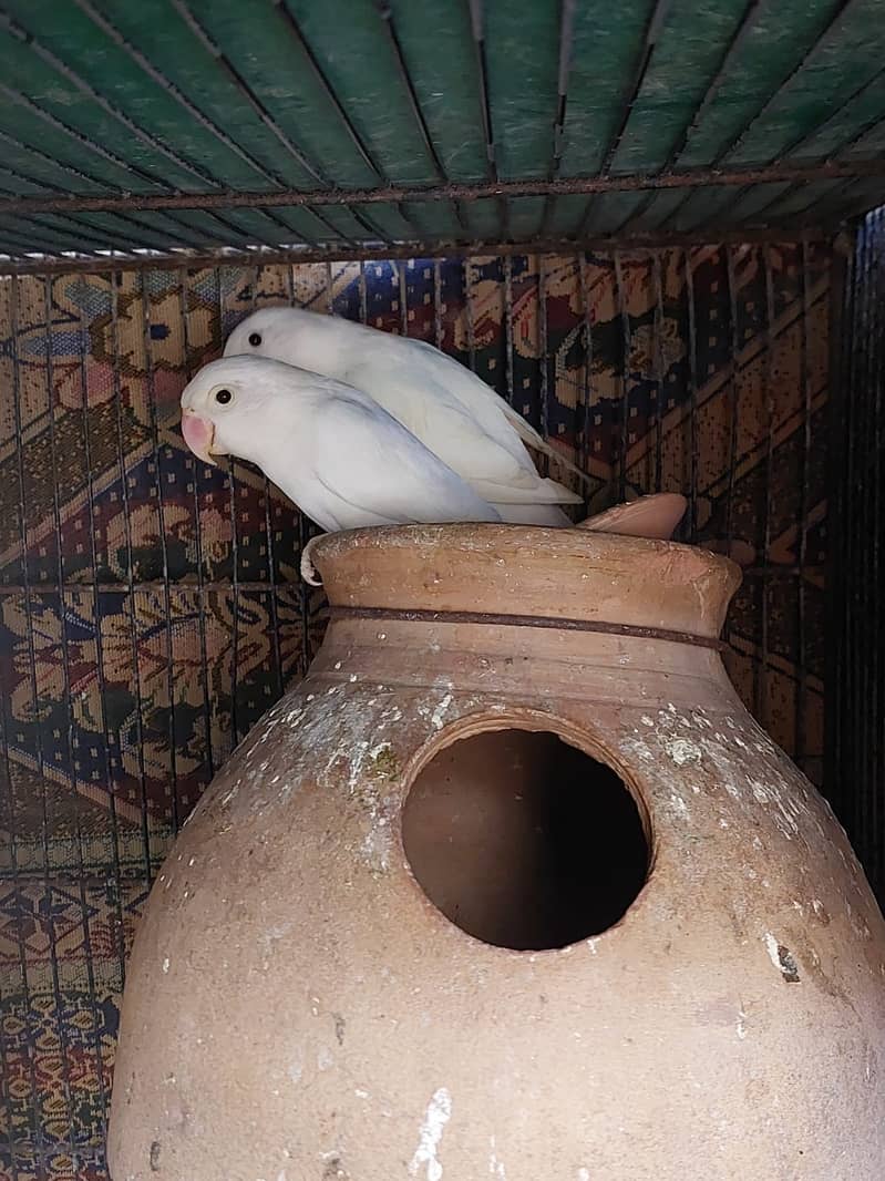 Albino split red-eye females 0