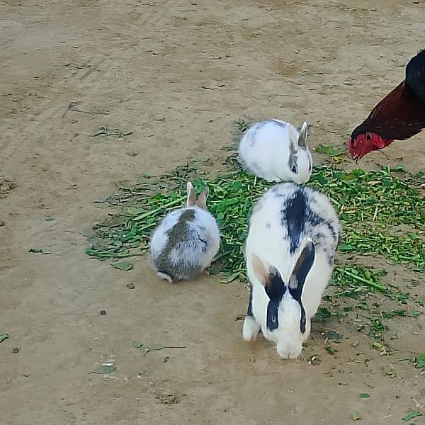 Rabbit pairs 2