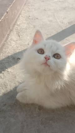 white Persian cat