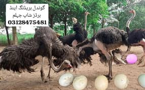 ostrich fresh and furtlile eggs for sale