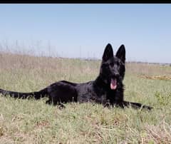 black German shepherd for sale