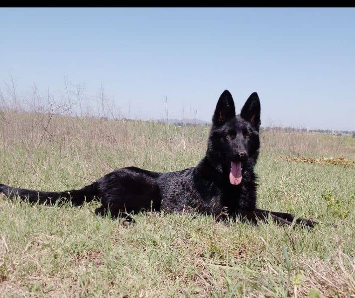 black German shepherd for sale 0