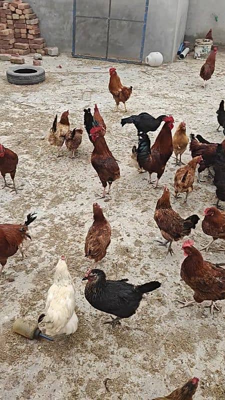 Desi Hens 1