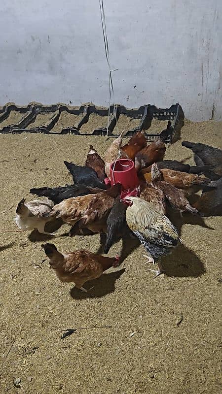 Desi Hens 3