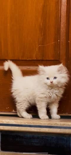 Persian kitten for sale