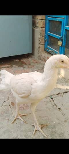 golden buff & turkey ky chicks & heera madi available hy