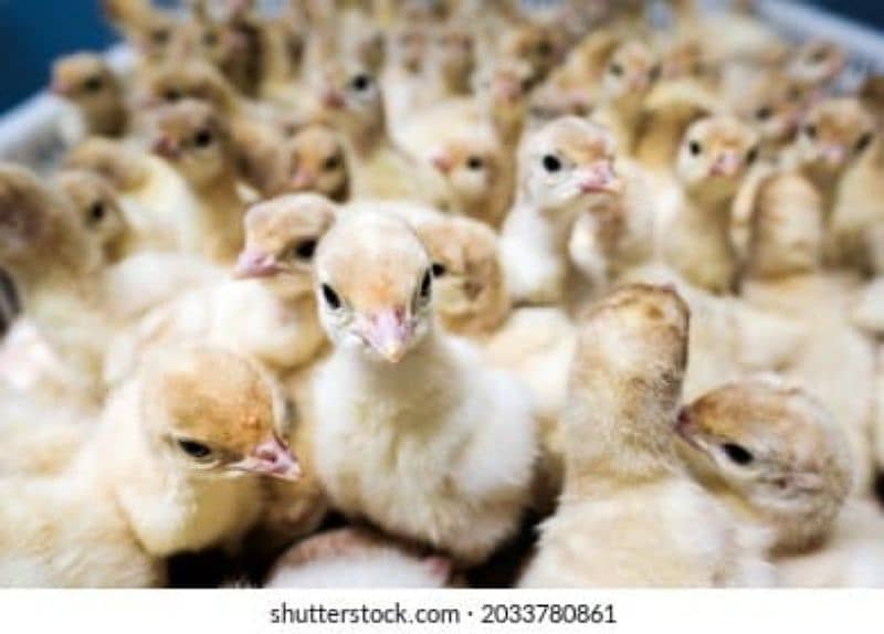 golden buff & turkey ky chicks & heera madi available hy 4