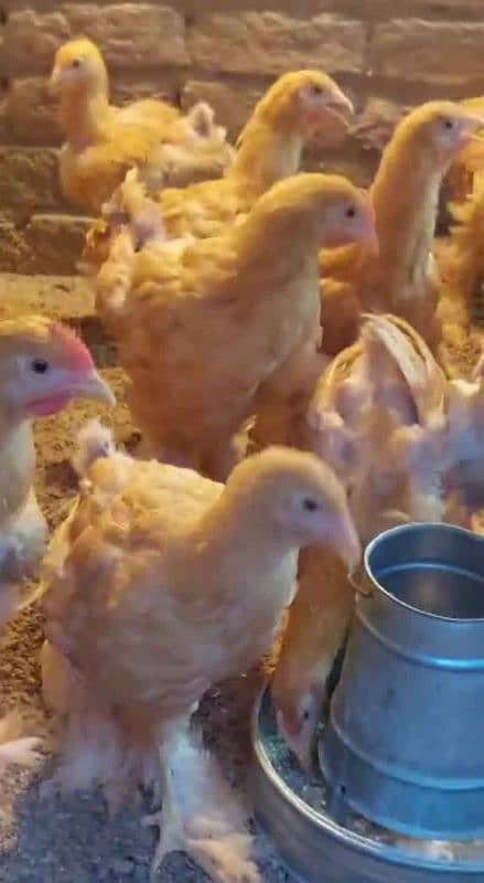 golden buff & turkey ky chicks & heera madi available hy 5